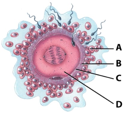 Which layer of the egg contains species-specific receptors for the sperm?   A) A B) B C) C D) D