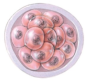 Approximately how many days old is this group of cells?   A) 1 B) 2 C) 4 D) 7