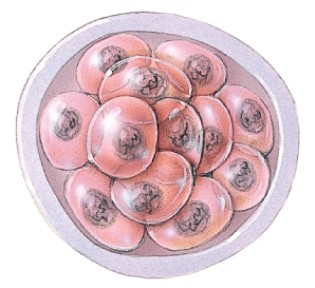What is the embryo also called at this point of development?   A) Pronucleus B) Embryo C) Blastocyst D) Morula