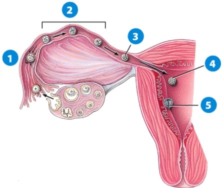 Which would be an accurate description of the step labeled 5?   A) Fertilization B) Morula C) Blastocyst D) Implantation
