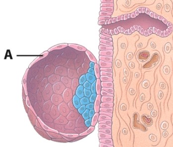 What is labeled A in this diagram?   A) Endometrial gland B) Trophoblast C) Inner cell mass D) Blastocyst cavity