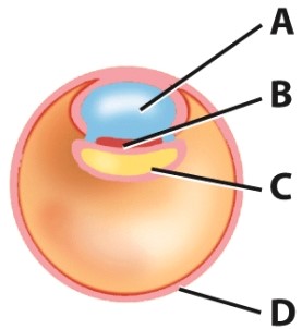 In this diagram,what is the structure labeled A called?   A) Yolk sac B) Amnionic cavity C) Trophoblast D) Embryonic disc
