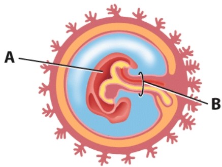 In this diagram,what is labeled A?   A) Yolk sac B) Embryo C) Allantois D) Amniotic cavity