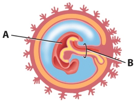In this diagram,what is labeled B?   A) Embryo B) Uterus C) Yolk sac D) Umbilical cord