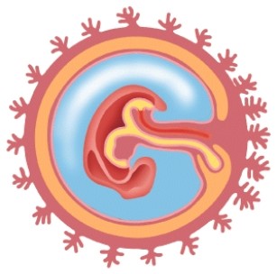 How many days old is this embryo?   A) 14 B) 21 C) 25 D) 35