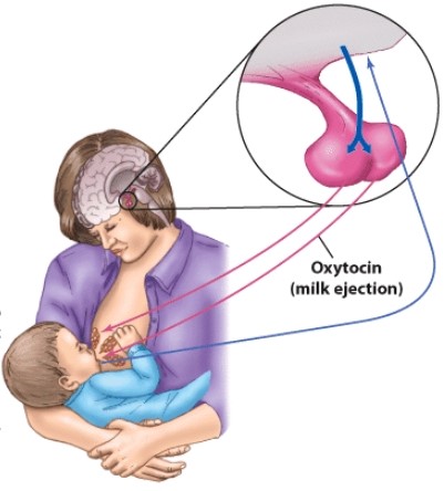 Which description would be correct for the arrow labeled A?   A) Estrogen (milk production)  B) Oxytocin (milk ejection)  C) Follicle stimulating hormone (milk production)  D) Human growth hormone (breast development) 