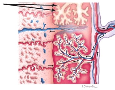 Identify the region indicated by the arrow.   A) Chorionic villi B) Amnion C) Allantosis D) Amniotic fluid