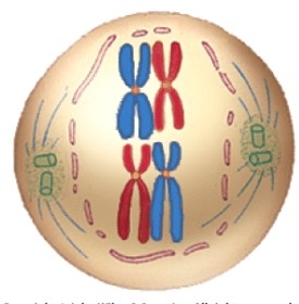 Which phase of meiosis is depicted here?   A) Prophase I B) Metaphase I C) Anaphase I D) Telophase I