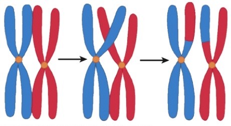 The process depicted here is best described by which of the following choices?   A) The tetrads are separating to opposite sides. B) The cell is completing the first phase of meiosis. C) The cell is splitting; cytokinesis. D) Genetic material is exchanged between homologous chromosomes.