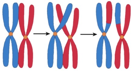 During which process would you find the event pictured here?   A) Mitosis B) Meiosis C) Transcription D) Translation