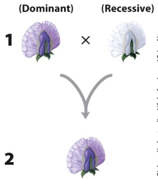 As a result of the cross labeled 1,what do you predict about all the offspring labeled 2?   A) There will be mostly white offspring and some purple. B) The offspring will all be white. C) There will be mostly purple offspring and some white. D) The offspring will all be purple.