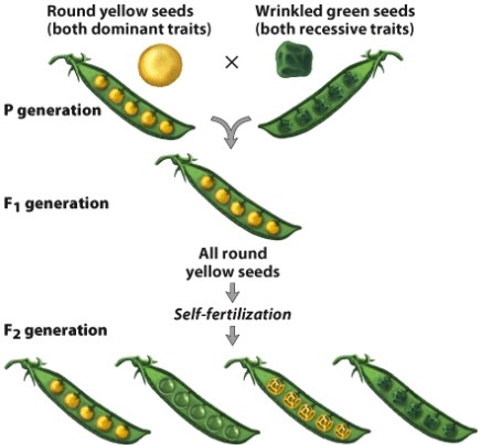 The dihybrid cross shown here will produce how many wrinkled and yellow pea plants?   A) 9 B) 6 C) 3 D) 1