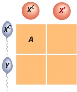 Regarding sex-linked traits,what conclusion can be drawn regarding the offspring labeled A?   A) Normal female but a carrier B) Normal male C) Male with the sex-linked trait D) Normal female