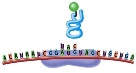 What is happening in this picture?   A) A ribosome binds the mRNA, along with an initiator tRNA B) A stop codon is reached, and the formed polypeptide is released C) Transcription D) The ribosome slides down the mRNA,  reading  the next codon.