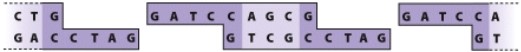 What are the ends of these pieces of DNA called?   A) Restriction ends B) Blunt ends C) Sticky ends D) Annealing ends