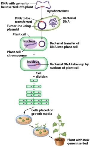 In this diagram,the Argobacterium is a(n) :   A) plasmid. B) virus. C) host. D) vector.