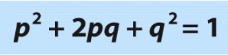 What does the 'p²' represent in this equation?   A) Frequency of the dominant allele B) Frequency of heterozygous individuals C) Frequency of homozygous recessive individuals D) Frequency of the recessive allele