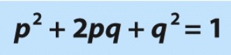 What does the 'q²' represent in this equation?   A) Frequency of homozygous dominant individuals B) Frequency of the recessive allele C) Frequency of the dominant allele D) Frequency of homozygous recessive individuals