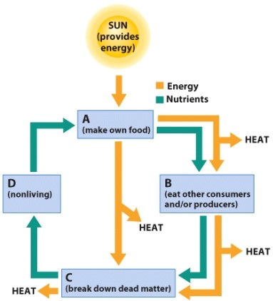 Which term could be filled in for label A?   A) Abiotic nutrients B) Producers C) Consumers D) Decomposers