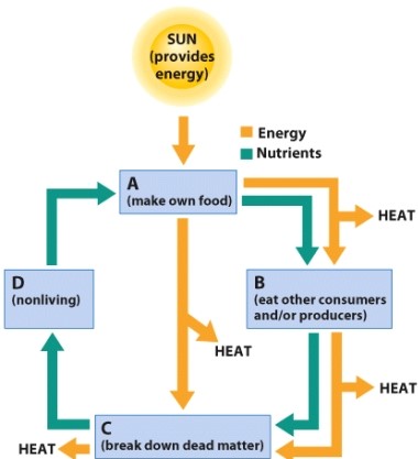 Which term could be filled in for label D?   A) Consumers B) Producers C) Abiotic nutrients D) Decomposers