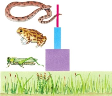 In this figure,at which trophic level is the toad?   A) Primary producer B) Secondary consumer C) Tertiary consumer D) Tertiary producer