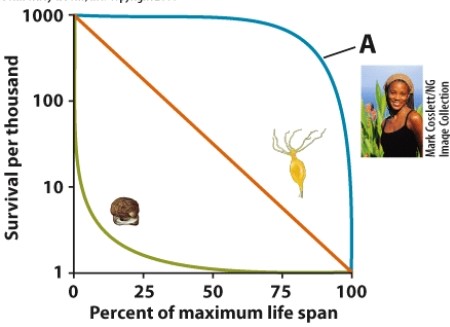 Which type of survivorship curve is represented by the letter A here?   A) Type I B) Type II C) Type III D) Type IV