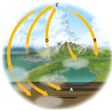 In the diagram,which letter is most likely to represent long term carbon storage?   A) A B) B C) C D) D