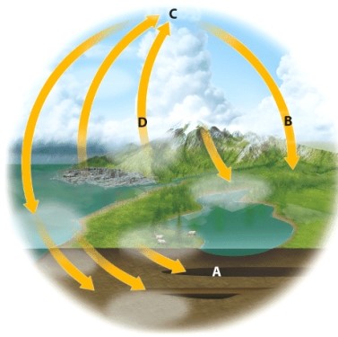 Where in the diagram has human activity increased carbon content?   A) A B) B C) C D) D