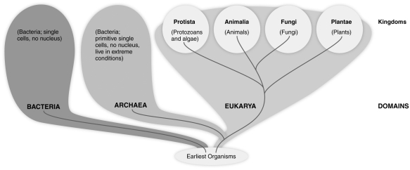  -Based on the figure above, which group of organisms is most closely related to members of the Kingdom Animalia? A)  Protista B)  Fungi C)  Plantae D)  Bacteria E)  Archaea