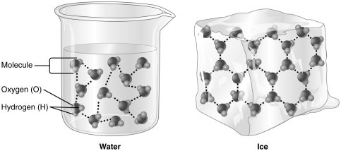   -The type of bond indicated by the dotted lines in the figure above is a hydrogen bond.