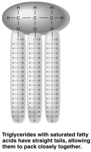   -The figure above shows a triglyceride that contains unsaturated fatty acids.