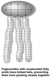   -The figure above shows a triglyceride that is liquid at room temperature.