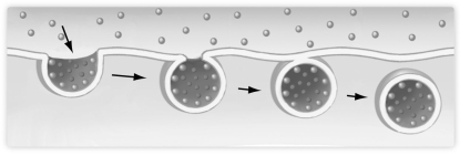   -The figure above shows a portion of the cell membrane. Which one of the following processes does it depict? A)  diffusion B)  endocytosis C)  facilitated diffusion D)  gated channels E)  exocytosis