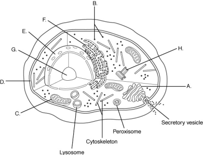    Using the figure above, identify the organelles of a eukaryotic cell. A) nucleus B) nucleolus C) mitochondrion D) centriole E) endoplasmic reticulum F) Golgi apparatus G) plasma membrane H) ribosome 13) Label A represents a(n) ________. 14) Label B represents a(n) ________. 15) Label C represents a(n) ________. 16) Label D represents a(n) ________. 17) Label E represents a(n) ________. 18) Label F represents a(n) ________. 19) Label G represents a(n) ________. 20) Label H represents a(n) ________.
