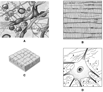 Match each of the following diagrams in the figure below to the type of tissue it represents.   connective<div style=padding-top: 35px> 