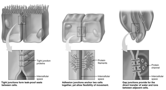   Using the figure above, identify the type of cell junction used in each of the following. These junctions join cardiac cells, allowing transfer of ions and water between cells.<div style=padding-top: 35px> 