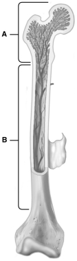    Using the figure above, match the following. -location of blood vessels