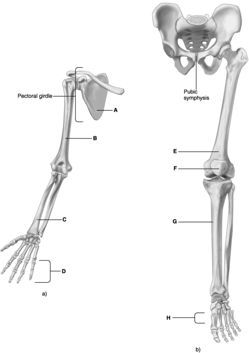    Using the figure above, identify the bones of the appendicular skeleton. A) scapula B) phalanges C) metatarsals D) radius E) femur F) tibia G) patella H) humerus 23) Label A represents the ________ bone. 24) Label B represents the ________ bone. 25) Label C represents the ________ bone. 26) Label D represents the ________ bone. 27) Label E represents the ________ bone. 28) Label F represents the ________ bone. 29) Label G represents the ________ bone. 30) Label H represents the ________ bone.