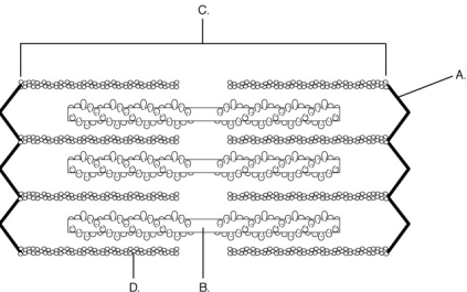    Using the figure above, identify the parts of the sarcomere. A) sarcomere B) actin filament C) myosin filament D) Z-line 14) Label A represents a(n) ________. 15) Label B represents a(n) ________ 16) Label C represents a(n) ________. 17) Label D represents a(n) ________.