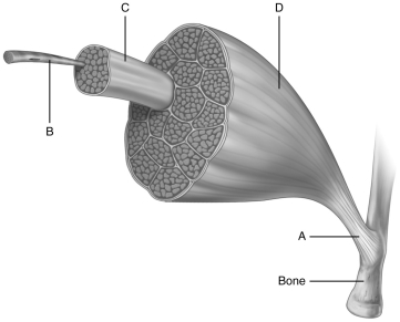    Using the figure above and labels T through Z below, identify the structures indicated. A) fascicle B) muscle fiber C) tendon D) whole muscle 26) Structure A is a(n) ________. 27) Structure B is a(n) ________. 28) Structure C is a(n) ________. 29) Structure D is a(n) ________.