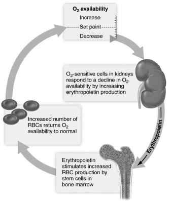   -Based on information in the figure above, why do individuals with kidney disease sometimes become anemic? A)  The diseased kidneys destroy circulating red blood cells. B)  The diseased kidneys do not secrete adequate erythropoietin. C)  Excessive red blood cells are lost in the urine due to leaky filtration in the diseased kidneys. D)  Kidney disease spreads to the bones and interferes with red blood cell production.
