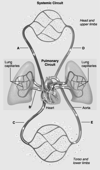    Use the figure above to answer the following questions. -Which of the blood vessels in the human cardiovascular system contain deoxygenated blood? A)  A and C B)  A only C)  B, D, and E D)  D and E E)  C only