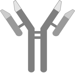 Use the figure below to answer the following questions.    -Identify the figure above. A)  complement B)  antibody C)  antigen D)  interferon E)  pyrogen