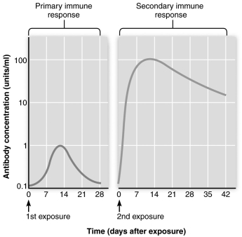   -The figure above illustrates antibody titers produced during a primary and secondary immune response. All of the following statements about the primary and secondary immune response are correct EXCEPT which one? A)  Antibody is produced at a much higher rate during the secondary immune response. B)  The antibody level produced in the secondary response is three times greater than that produced during the primary immune response. C)  There is a lag time between antigen exposure and antibody production in the primary immune response that is not seen in the secondary immune response. D)  The difference between the two responses is due to the presence of memory cells during the secondary response. E)  Antibody levels stay elevated for a longer time following a secondary response.