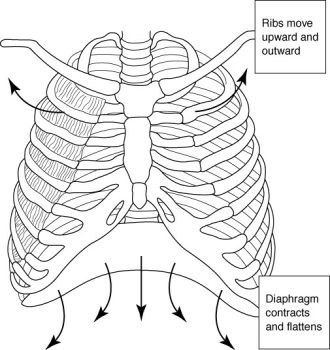 Use the figure below to answer the following question.    -The figure above depicts expiration.