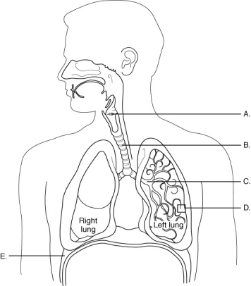    The figure above shows the components of the respiratory system. Match each labeled structure (A-E) to its description. -This structure is also known as the  windpipe. 
