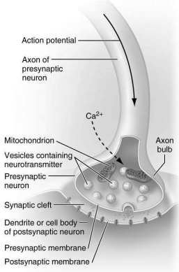 Use the figure below to answer the following questions.    -Which one of the following processes is depicted in the figure above? A)  hyperpolarization of an axon bulb B)  repolarization of a neuron C)  synaptic transmission D)  inhibition of a presynaptic neuron E)  antagonistic effects of the parasympathetic and sympathetic nervous systems