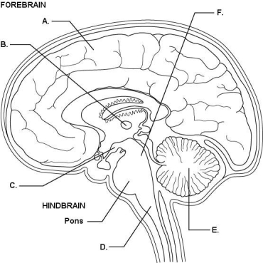    The figure above shows a sagittal section through the brain. Match each labeled part (A-F) of the brain with its function. -ensures that antagonistic muscles do not contract at same time