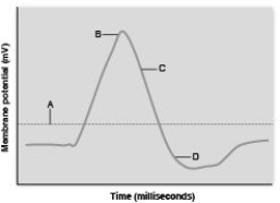    Use the figure above to match the events of action potential propagation with when they occur on the graph (labeled A-D). -the membrane is depolarized