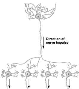   -________, a type of neural information processing is depicted in the figure above.